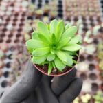 Orostachys spinosa-Binbir Surat