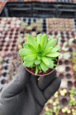 Orostachys spinosa-Binbir Surat