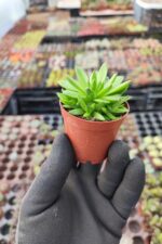 Orostachys spinosa-Binbir Surat - Görsel 2