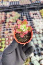 Echeveria pulvinata devotion - Görsel 2