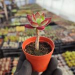 Echeveria pulvinata devotion