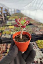 Echeveria pulvinata devotion