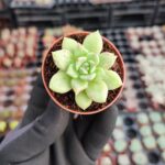 Echeveria Arze