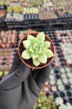 Echeveria Arze