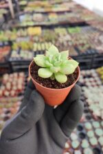 Echeveria Arze - Görsel 2