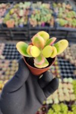 Crassula ovata variegata - Görsel 2