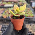 Crassula ovata variegata