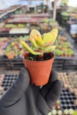 Crassula ovata variegata