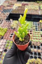 Rhipsalis Ssp. - Görsel 2