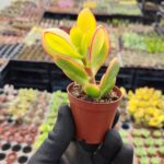 Crassula ovata variegata