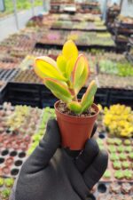 Crassula ovata variegata