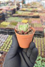 Echeveria Pink Ruby - Görsel 2