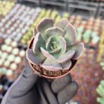 Echeveria Marrom