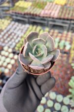 Echeveria Marrom