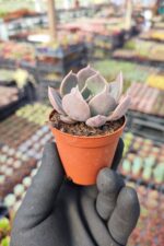 Echeveria Marrom - Görsel 2
