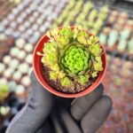 Orostachys spinosa-Binbir Surat