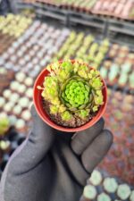 Orostachys spinosa-Binbir Surat