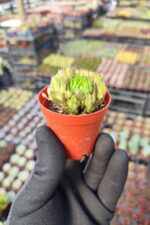 Orostachys spinosa-Binbir Surat - Görsel 2