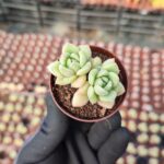 Echeveria Arze