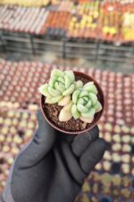 Echeveria Arze