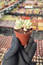 Echeveria Arze - Görsel 2