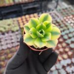 Aeonium Starburst