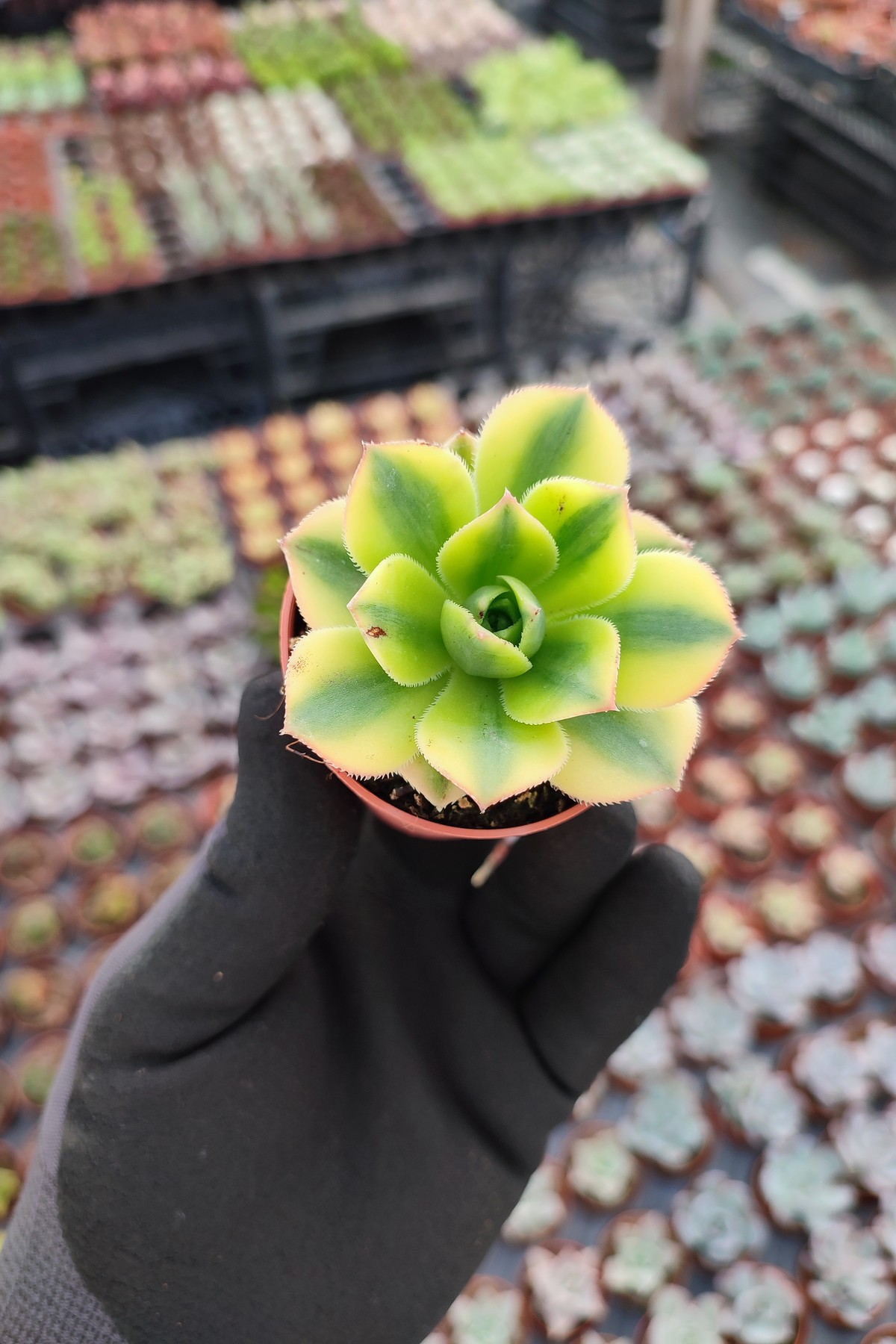 IMG_20260610_161259 Aeonium Starburst - Görsel 1