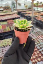 Aeonium Starburst - Görsel 2