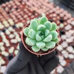 Echeveria elegans albicans