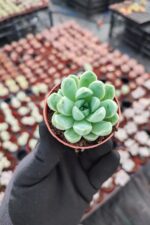 Echeveria elegans albicans