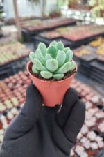 Echeveria elegans albicans - Görsel 2