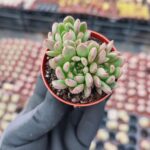 Echeveria Pink Ruby