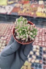 Echeveria Pink Ruby