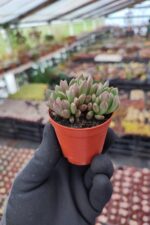 Echeveria Pink Ruby - Görsel 2