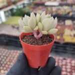 Echeveria Arze