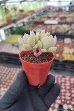 Echeveria Arze