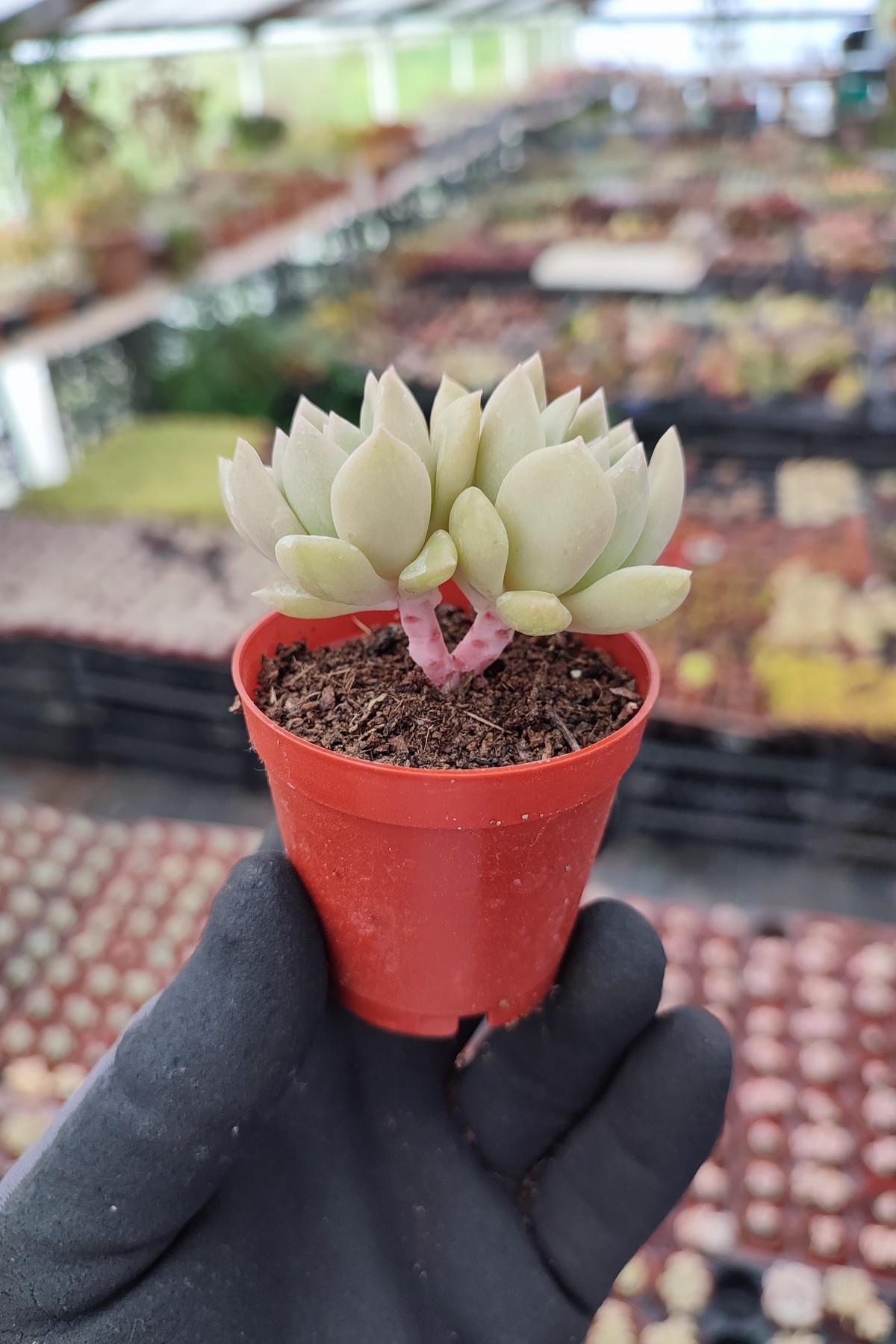 IMG_20260610_170135 Echeveria Arze - Görsel 1