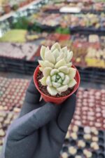 Echeveria Arze - Görsel 2