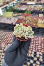 Echeveria Arze - Görsel 3