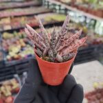 Gasteria Liliputana Flamingo