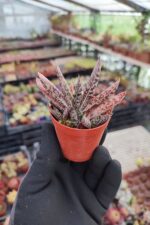 Gasteria Liliputana Flamingo