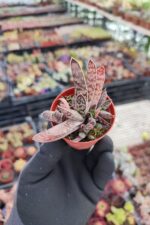 Gasteria Liliputana Flamingo - Görsel 2