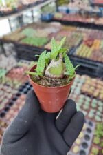 Scilla Socialis -Kamuflaj Yapraklı - Görsel 2