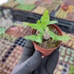 Scilla Socialis -Kamuflaj Yapraklı