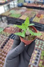 Scilla Socialis -Kamuflaj Yapraklı