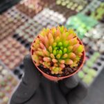 Orostachys spinosa-Binbir Surat