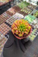 Orostachys spinosa-Binbir Surat