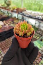Orostachys spinosa-Binbir Surat - Görsel 2