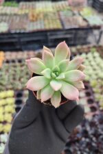 Echeveria Ssp. Sukulent
