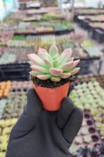 Echeveria Ssp. Sukulent - Görsel 2